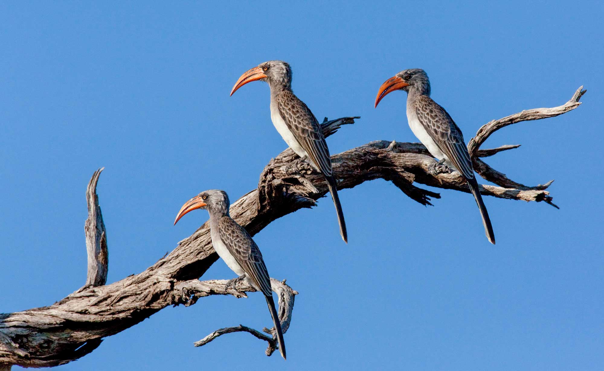 Red-billed Hornbills