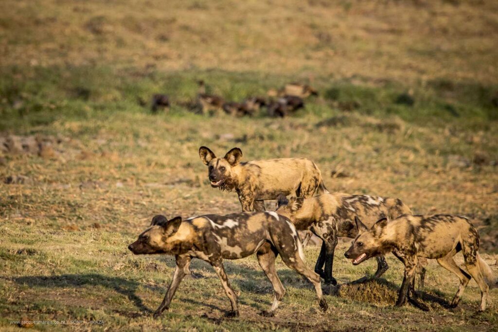 Wild dogs