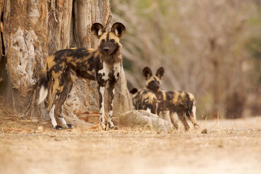 Wild Dogs