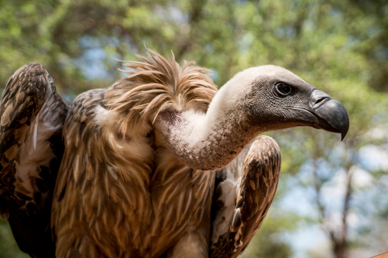 Vulture-from-the-Vic-Falls-Wildlife-Trust-1536x1024