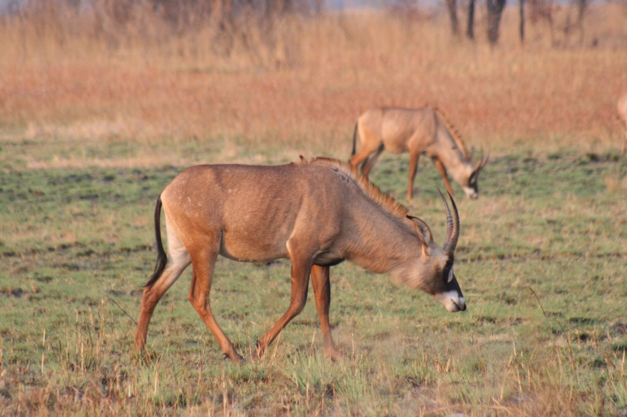 Animals in Mavinga