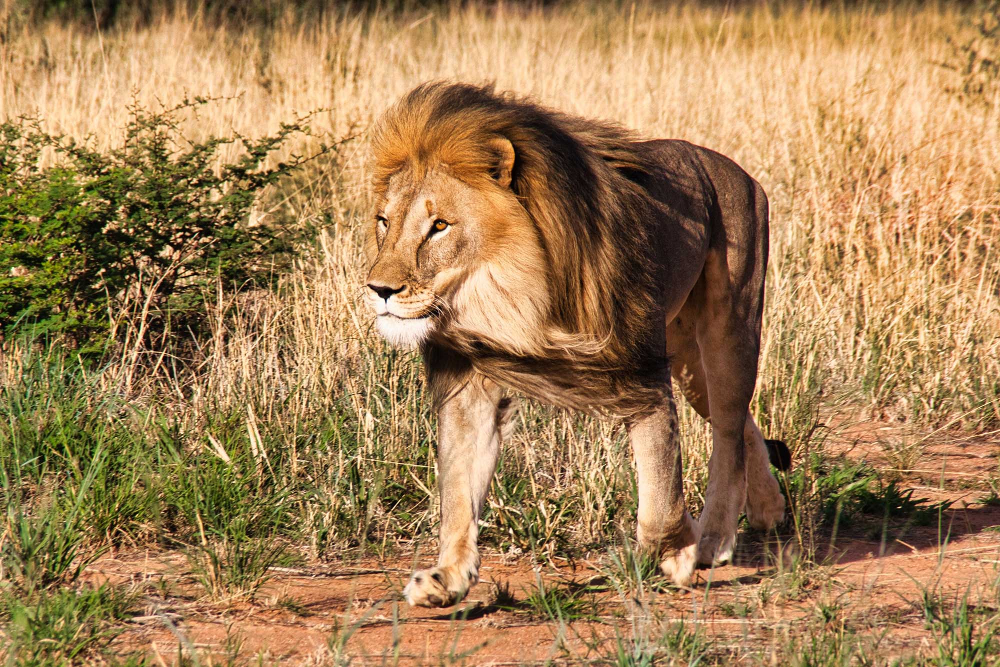 barbary-lion-roaming-in-the-savanna-in-namibia-so-2023-04-24-18-50-05-utc
