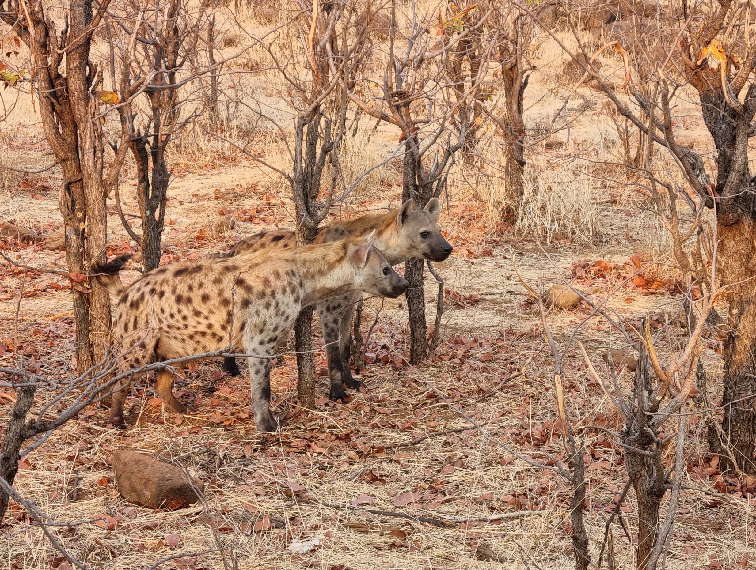Hyaena-in-Hwange-National-Park