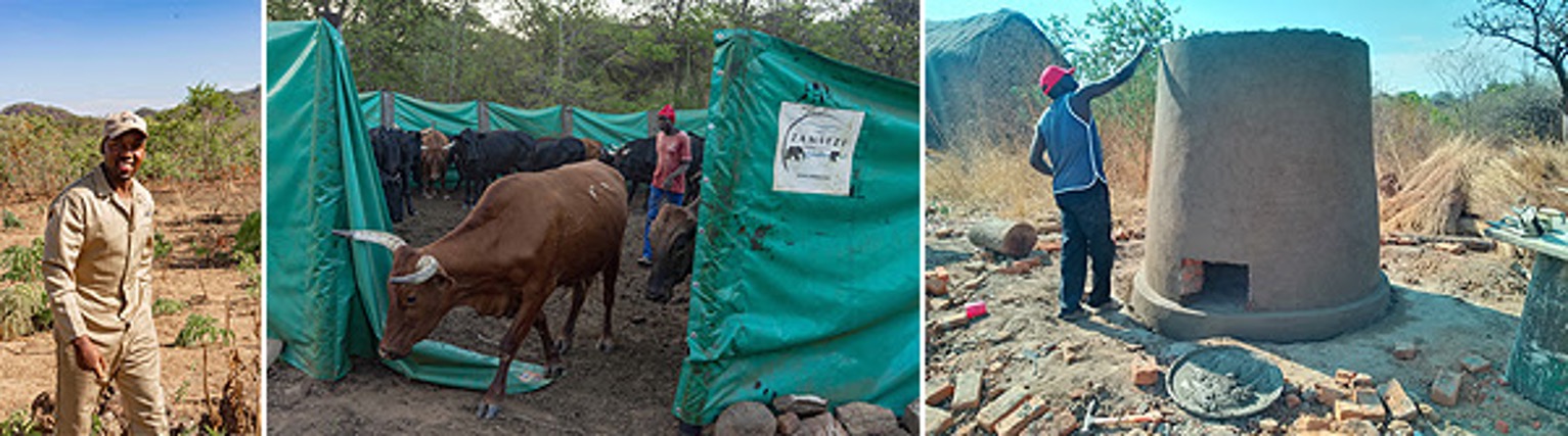 zambezi livestock