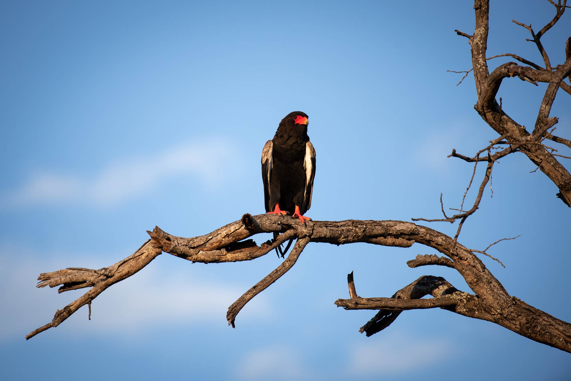 a-bateleur-terathopius-ecaudatus-perches-on-a-br-2025-04-05-03-11-54-utc