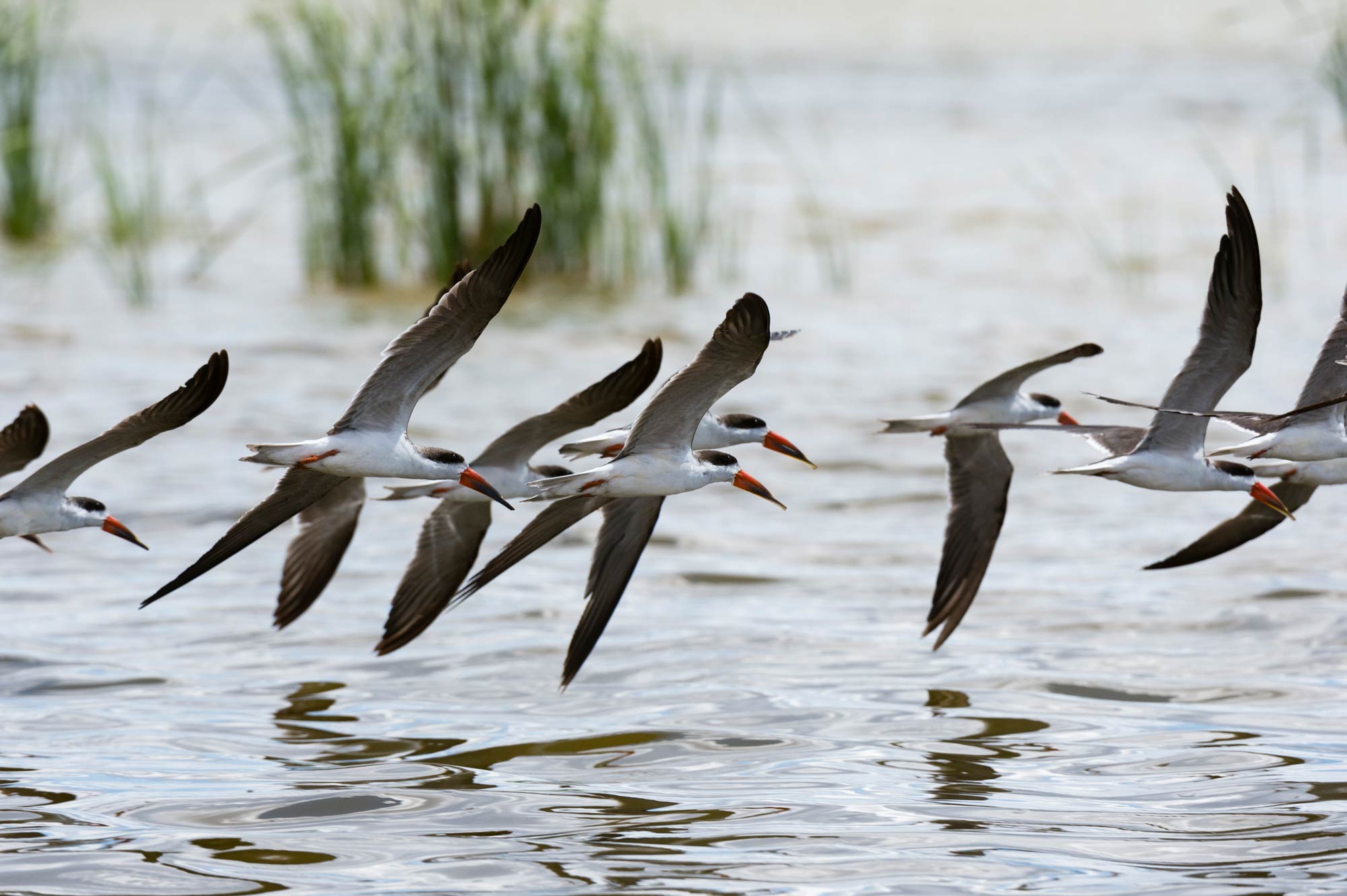 african-skimmers-rynchops-flavirostris-in-fligh-2025-04-04-11-20-06-utc