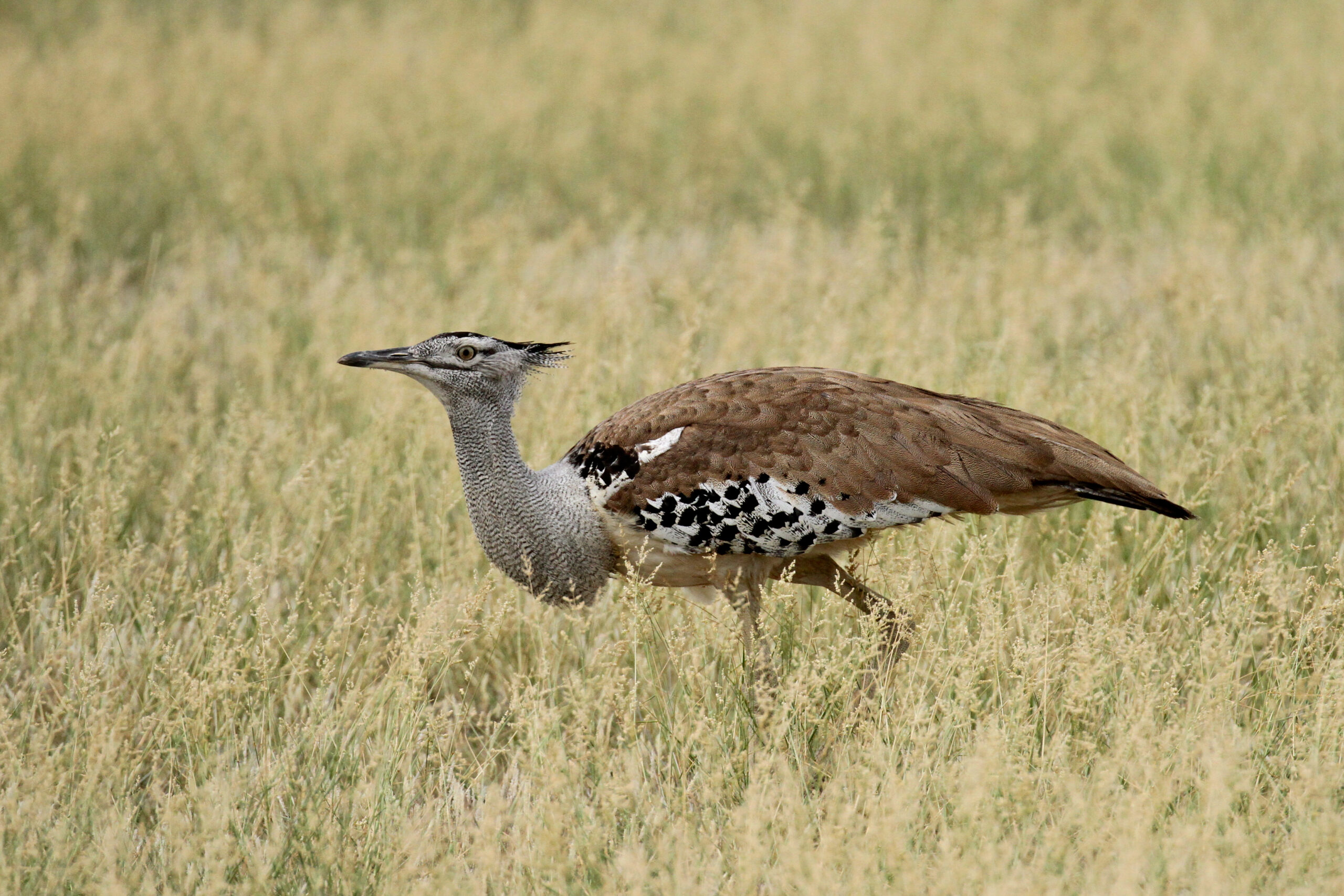 Kori Bustard