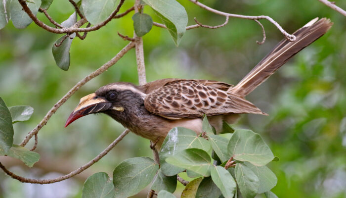 Mike Unwin Bradfields Hornbill 2 Mike Unwin Bradfields Hornbill 2