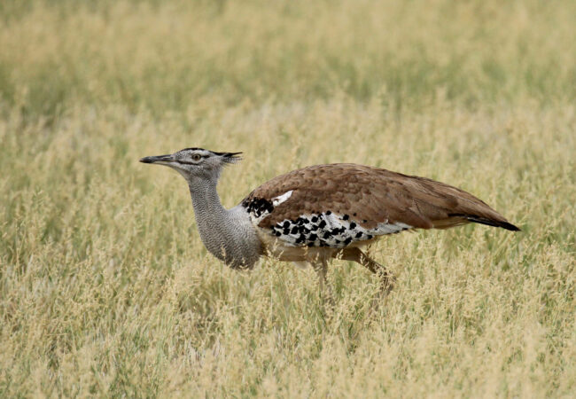 Mike Unwin Kori Bustard Mike Unwin Kori Bustard
