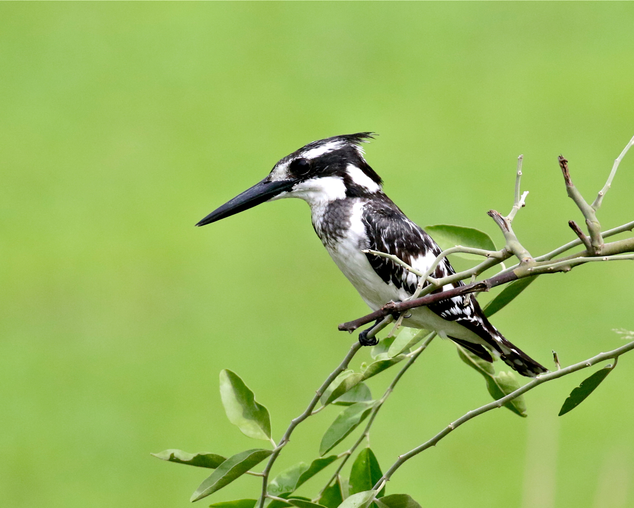 Mike Unwin Pied Kingfisher