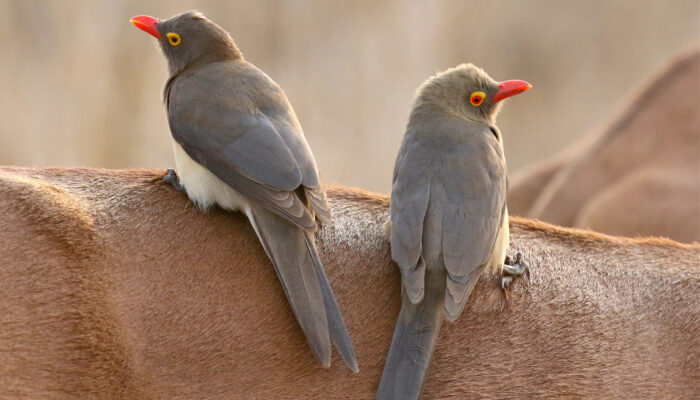 Mike Unwin Redbilled Oxpecker Mike Unwin Redbilled Oxpecker