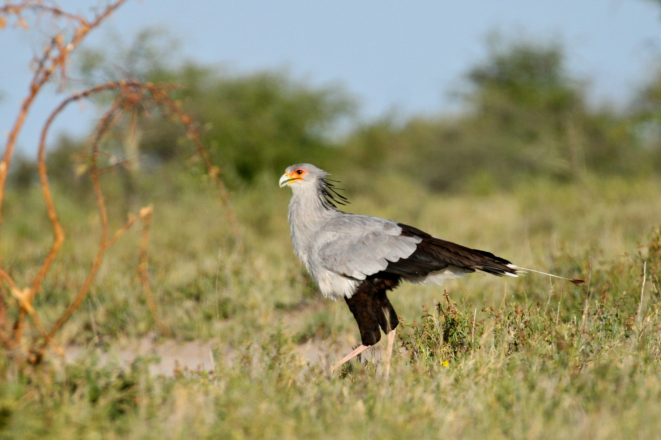 Mike Unwin Secretary Bird