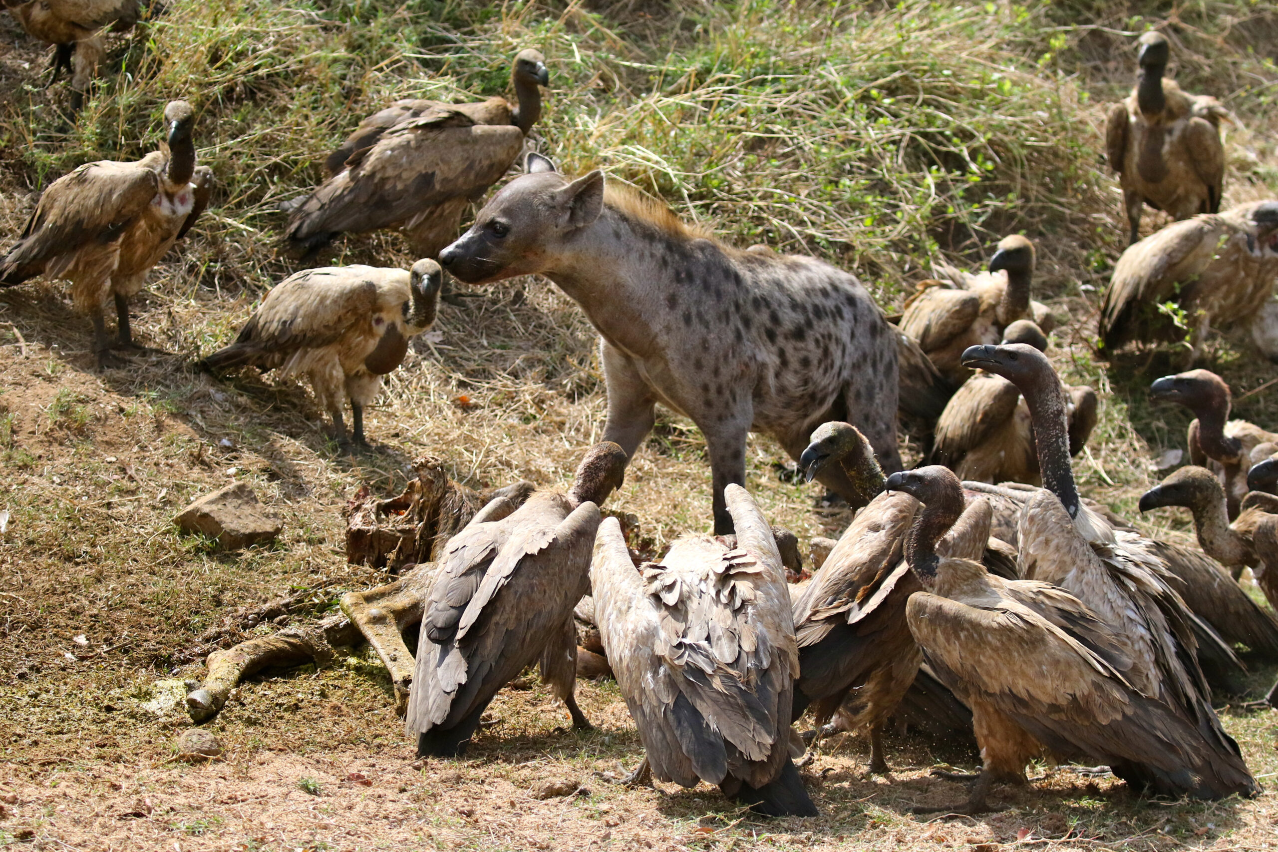 Mike Unwin Vultures and Hyeana