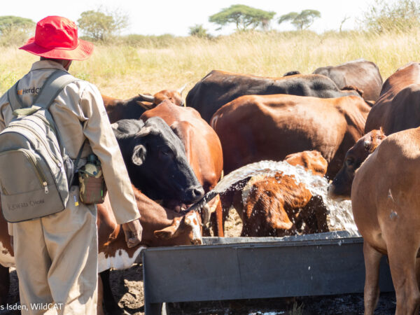 Reherd-Chobe-images