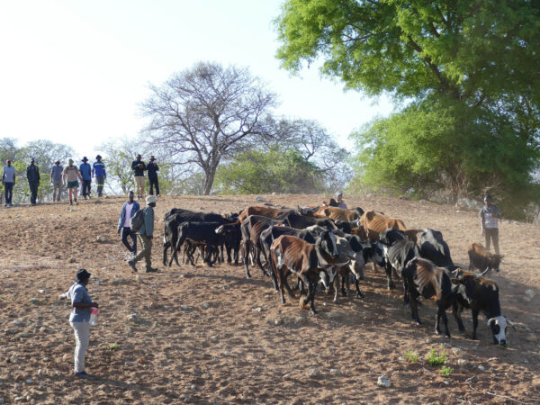 Skilled-Herders-herding