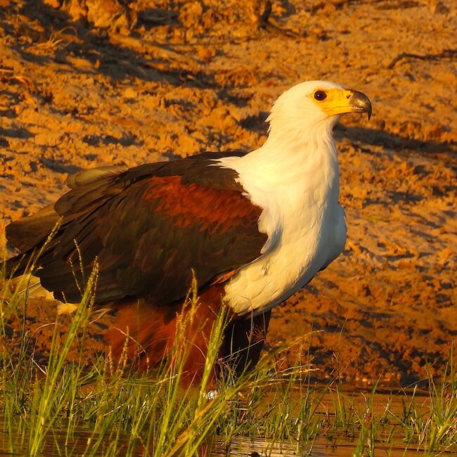 Ted Floyd African Fish-Eagle African Fish Eagle – Ted Floyd