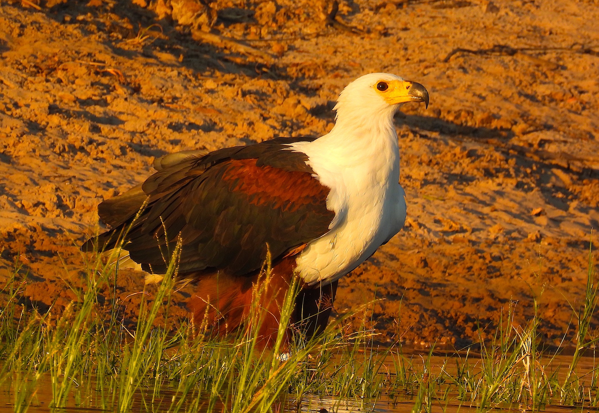 Ted Floyd African Fish-Eagle