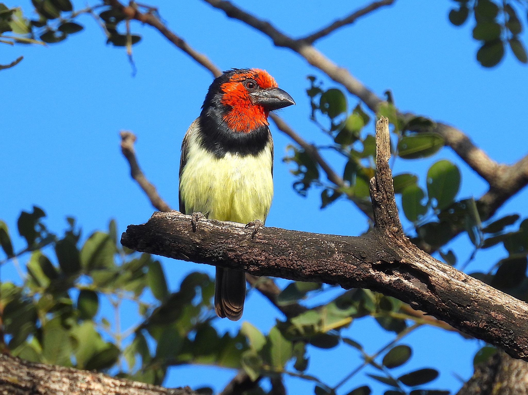 Ted Floyd Black-collared Barbet