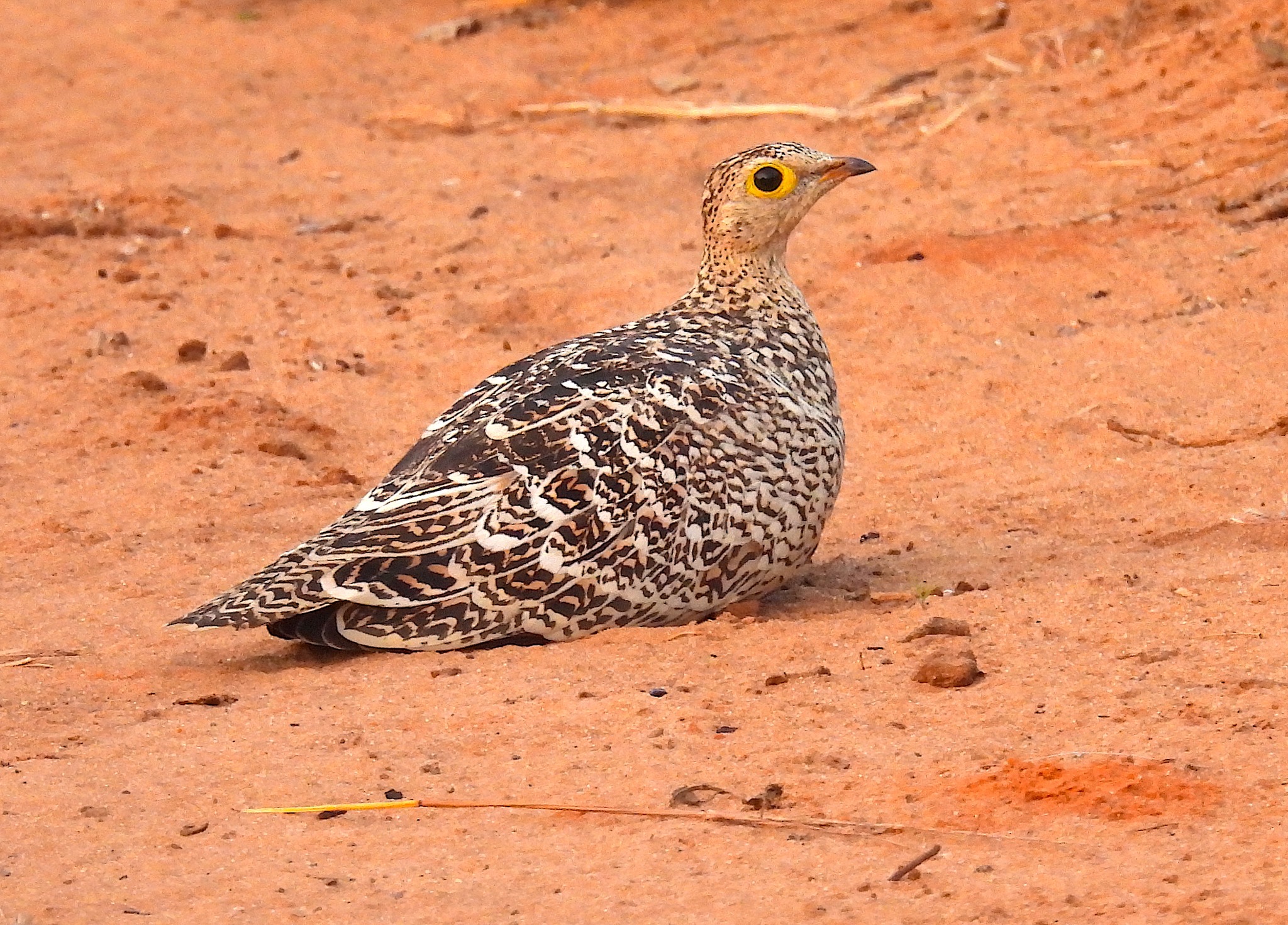 Ted Floyd Double-banded Sandgrouse