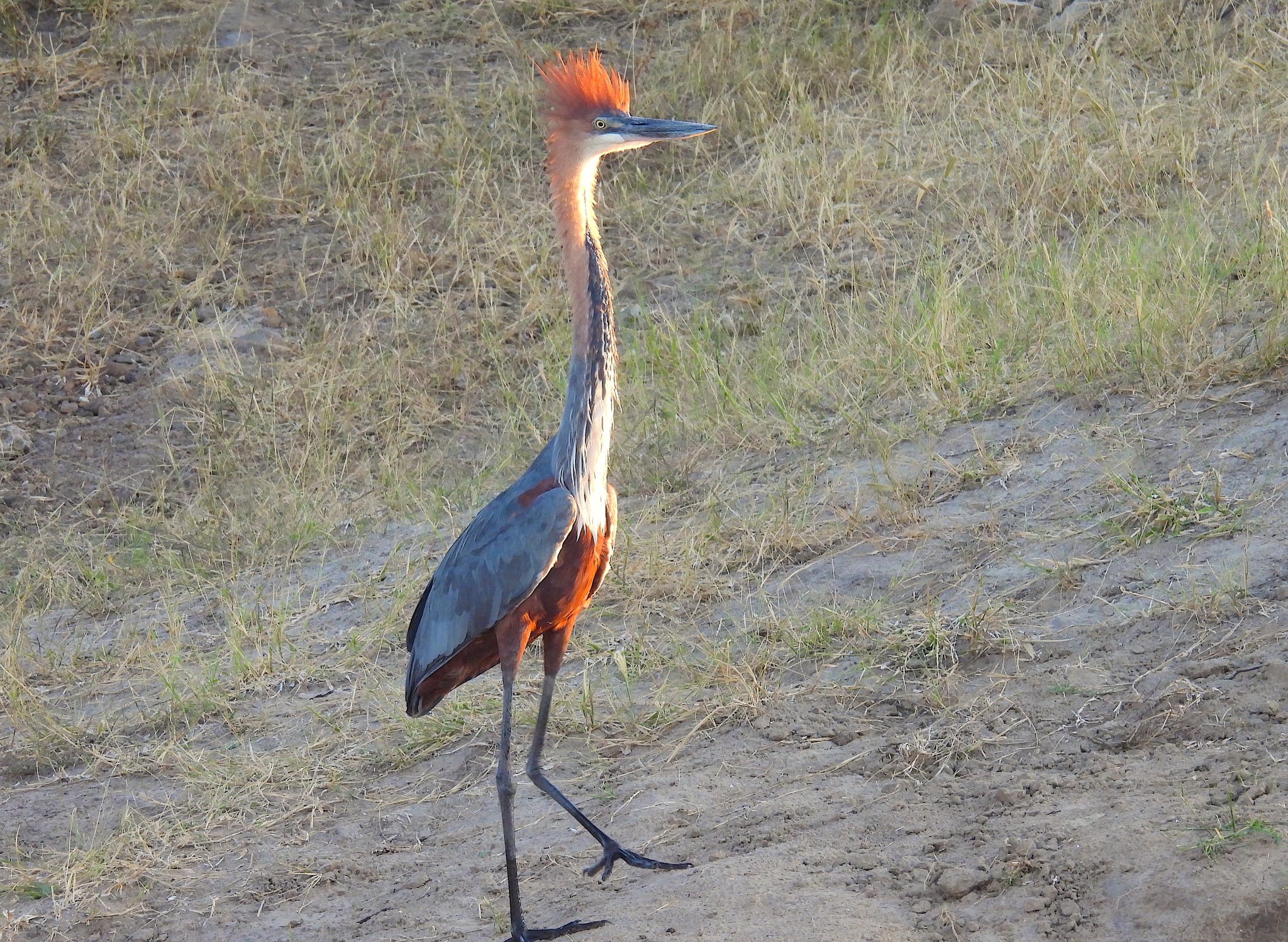 Ted Floyd Goliath Heron