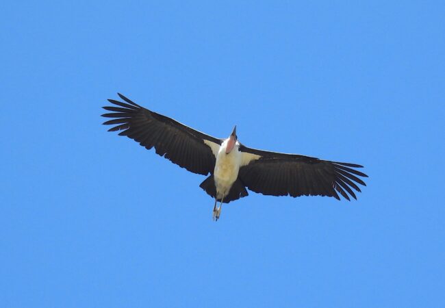 Marabou by Ted Floyd Marabou by Ted Floyd