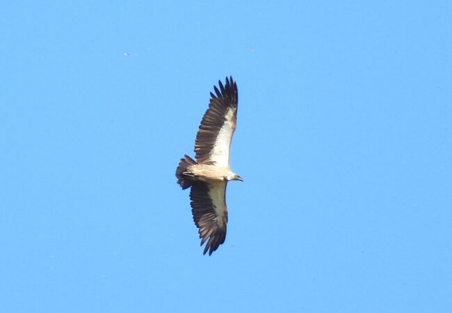 Ted Floyd White Backed Vulture Ted Floyd White Backed Vulture
