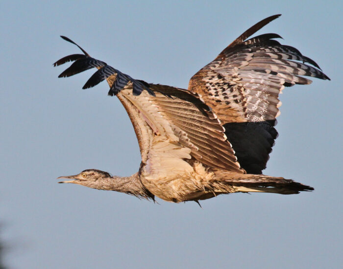 Kori Bustard – Mike Unwin Kori Bustard – Mike Unwin