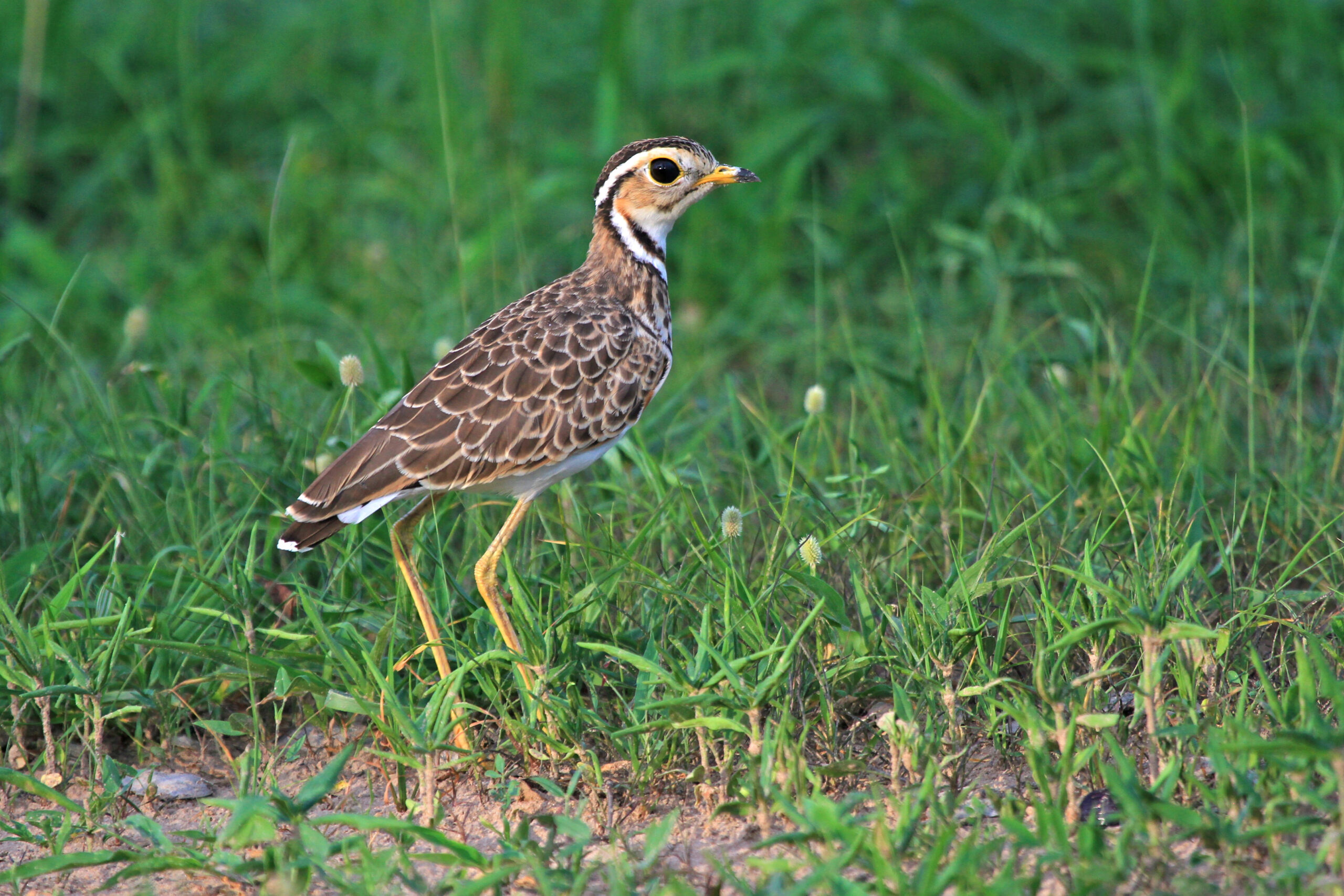 Three-banded courser South Luangwa by Mike Unwin Three-banded courser South Luangwa by Mike Unwin