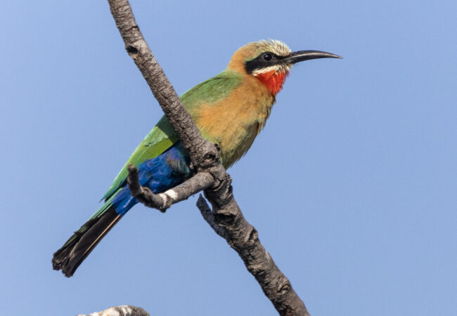 Mike Unwin White-fronted bee eater 2 Mike Unwin White-fronted bee eater 2
