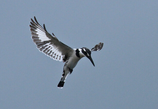 Pied kingfisher by Mike Unwin Pied kingfisher by Mike Unwin