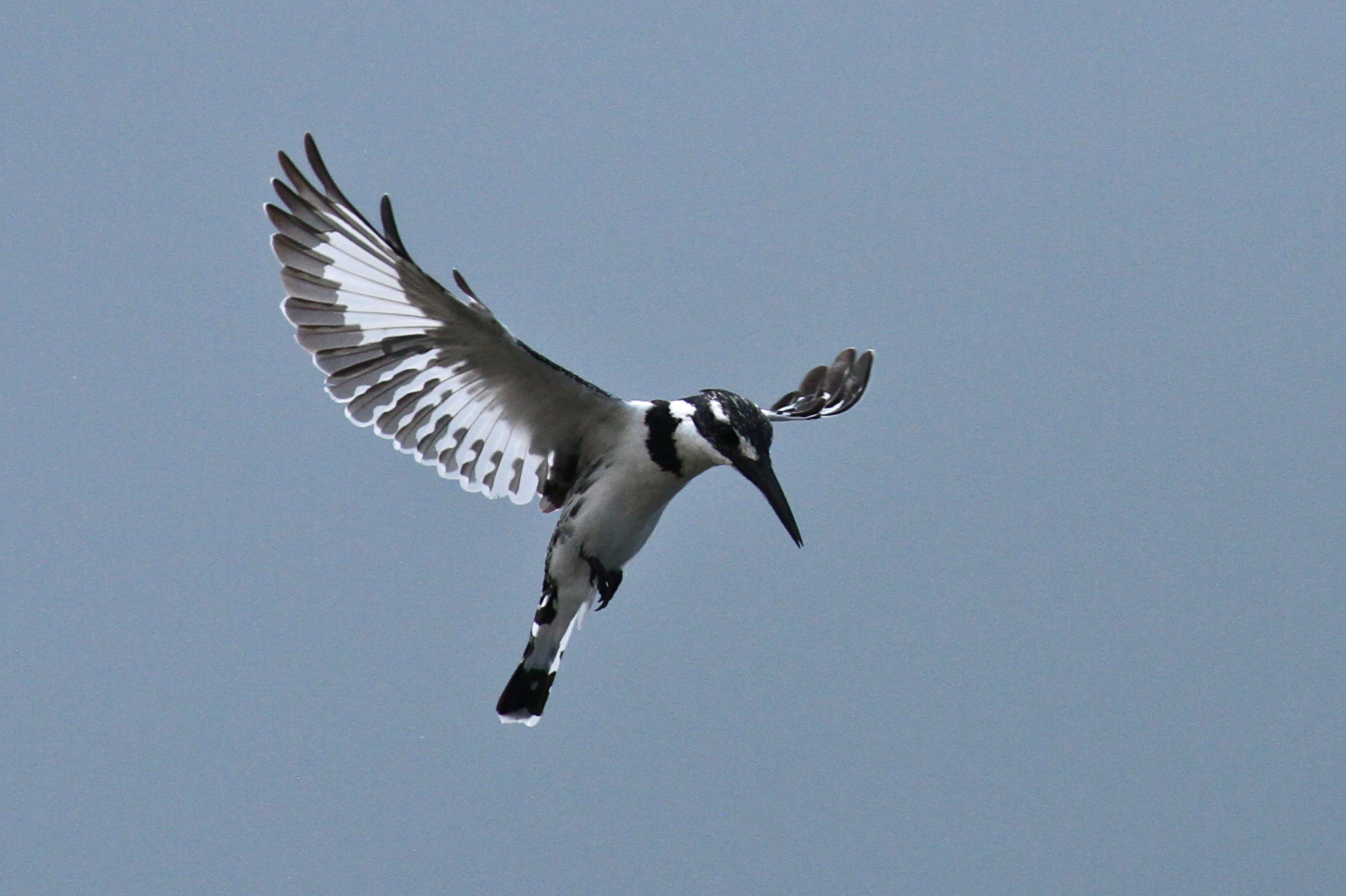 Pied kingfisher by Mike Unwin