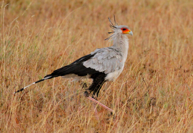 Secretary bird by Mike Unwin Secretary bird by Mike Unwin