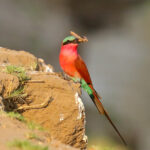 Southern carmine bee-eater by Mike Unwin