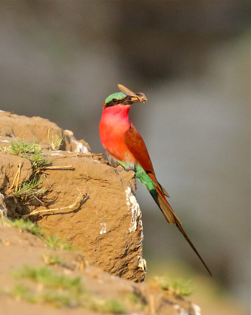 Southern carmine bee-eater by Mike Unwin