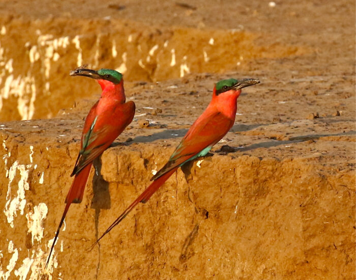 Southern carmine bee-eater by Mike Unwin Southern carmine bee-eater by Mike Unwin