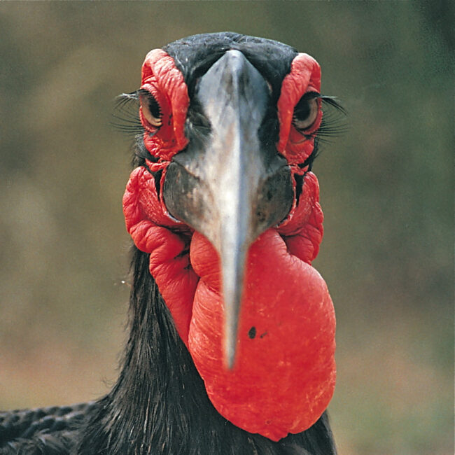 Southern-ground-hornbill by Mike Unwin Southern-ground-hornbill by Mike Unwin