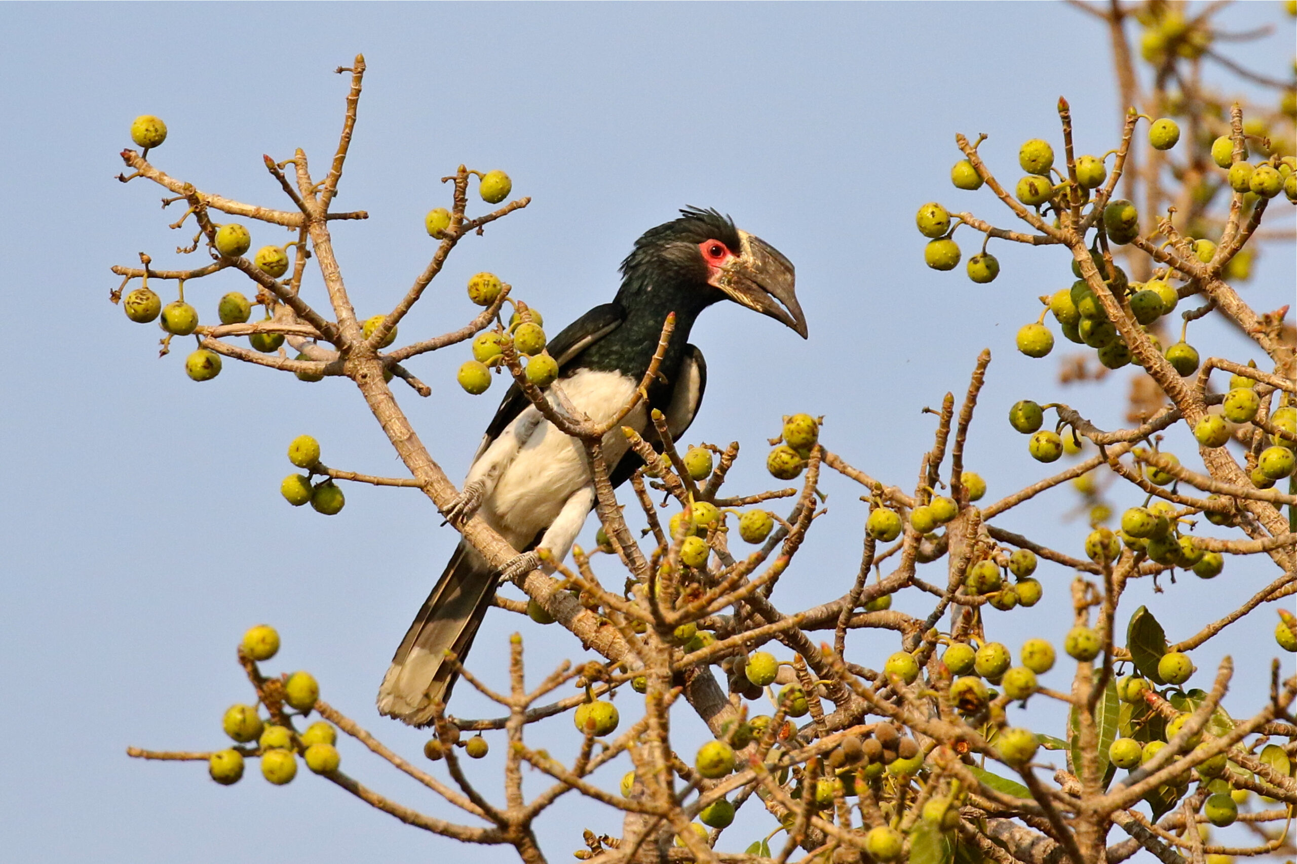 Trumpeter hornbill by Mike Unwin Trumpeter hornbill by Mike Unwin