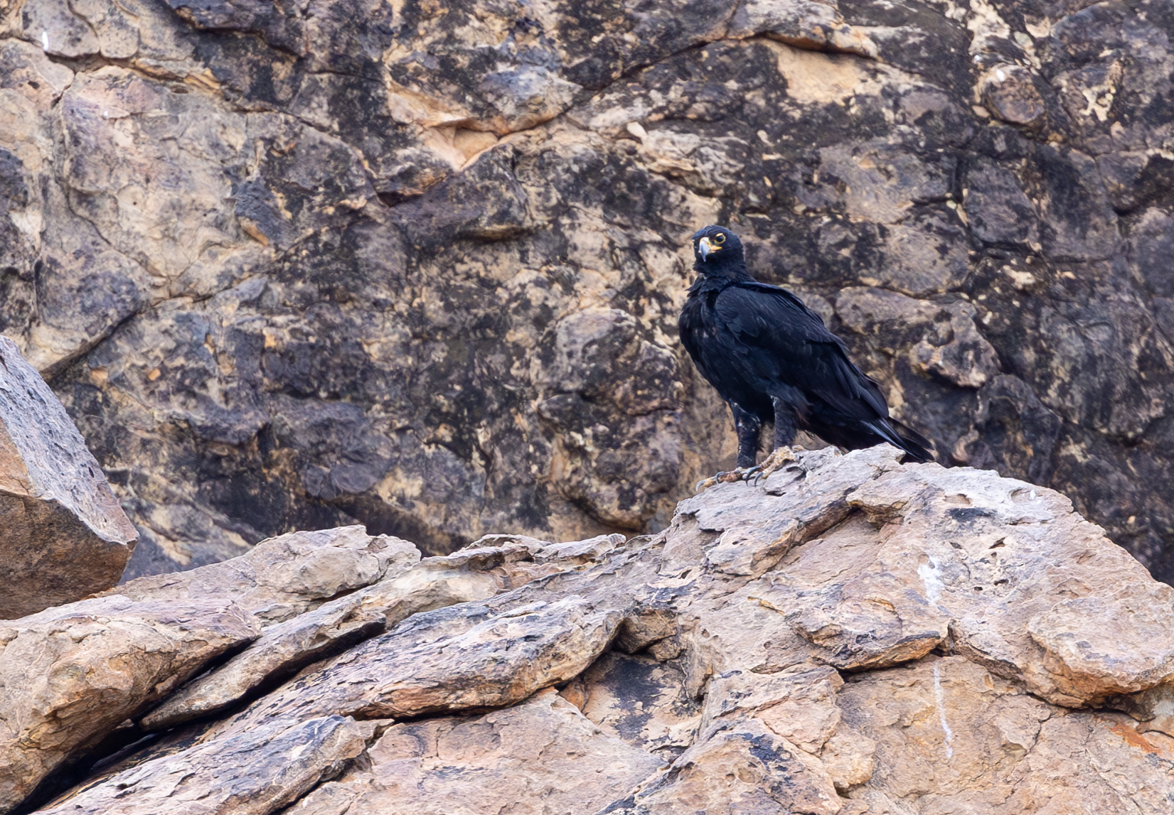 Verreaux's eagle by Mike Unwin Verreaux's eagle by Mike Unwin