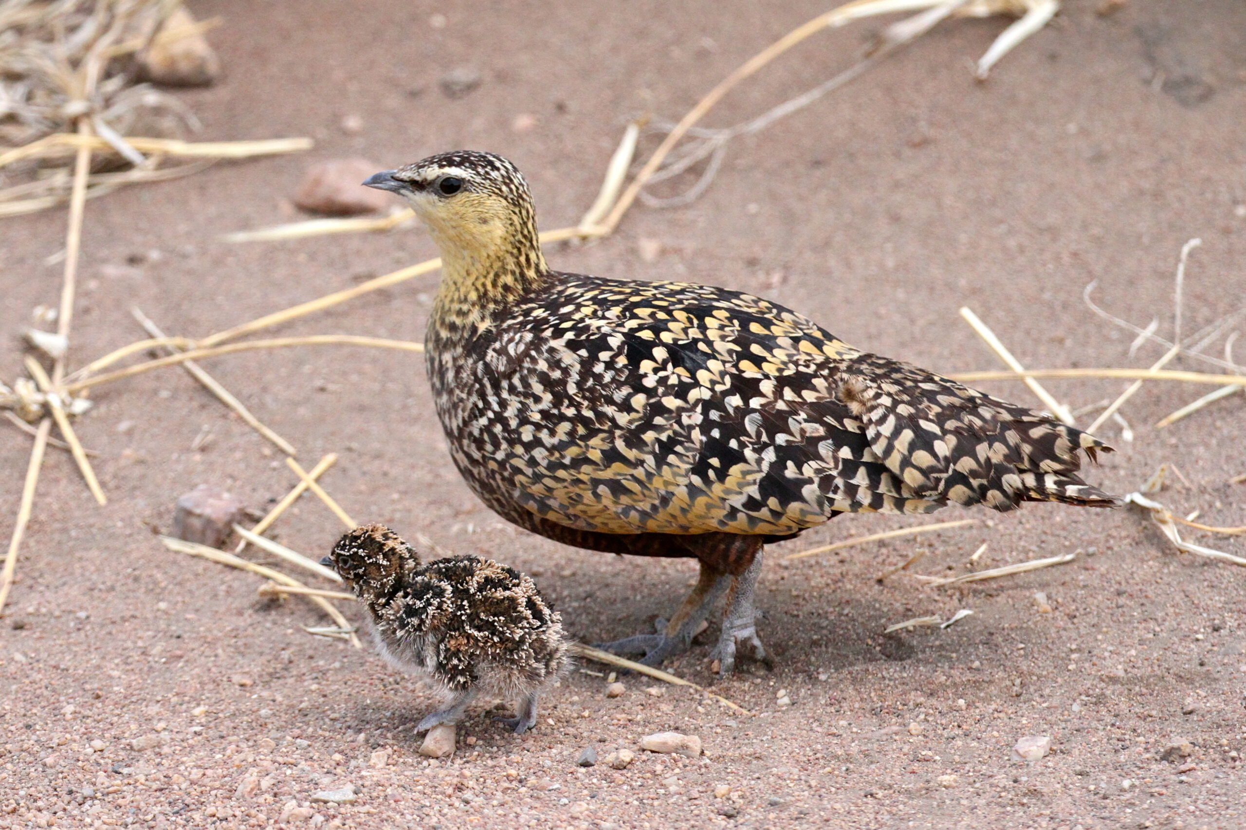 Yelllow-throated sandgrouse by Mike Unwin Yelllow-throated sandgrouse by Mike Unwin