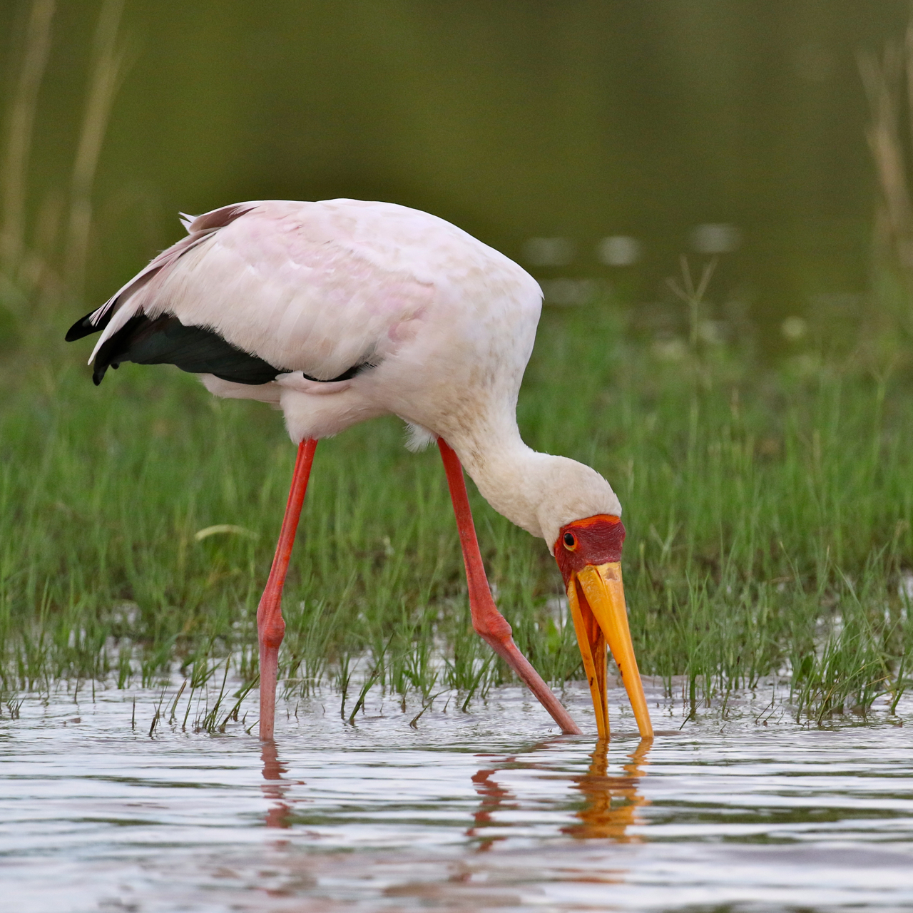 Yellow-billed stork 4