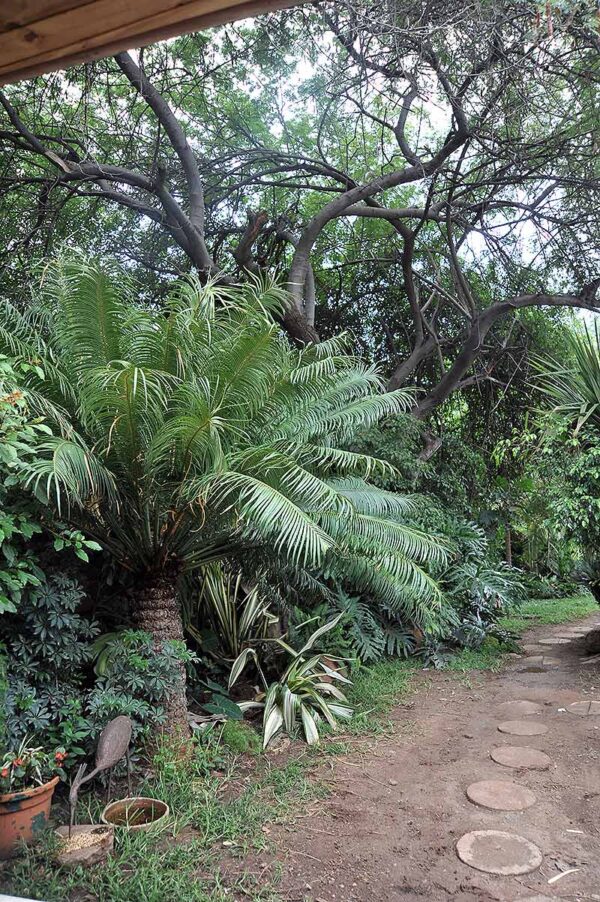 Kasane Self Catering - Image 3