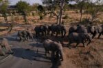 Chobe Mopani Forest Lodge - Image 3