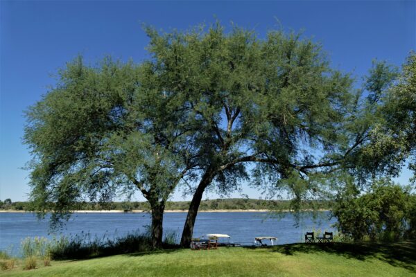 Waterberry Zambezi Lodge - Image 10