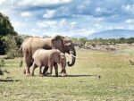 Rhino Safari Camp - Image 4