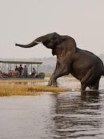Africa Travel Tours - Image 2