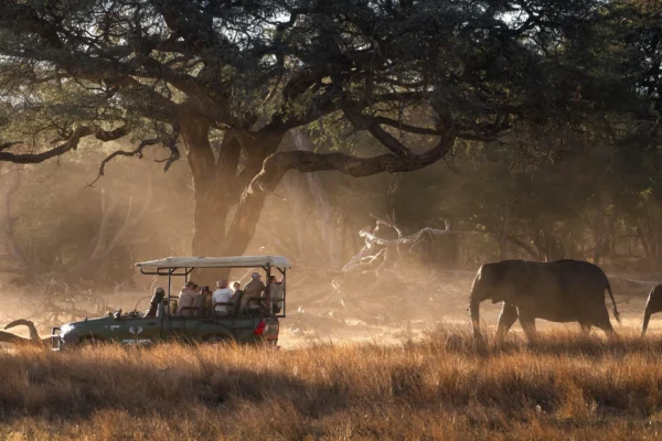 Amalinda Safari Collection - Image 2