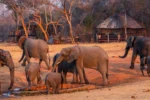 Amalinda Safari Collection - Image 3
