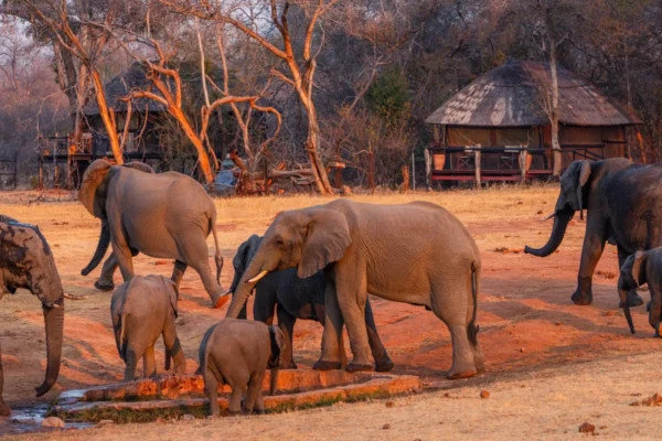 Amalinda Safari Collection - Image 3