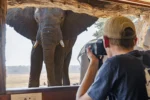 Amalinda Safari Collection - Image 5