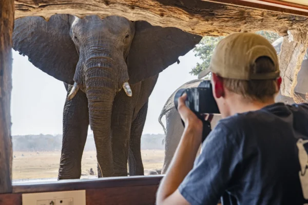 Amalinda Safari Collection - Image 5